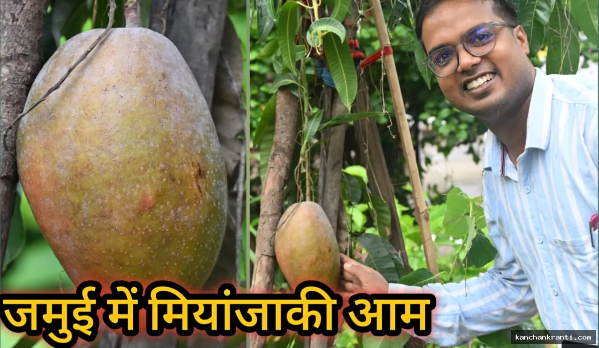 जमुई के योग केंद्र में चमत्कार: महज 9 महीने में तैयार हुआ दुनिया का सबसे महंगा मियाज़ाकी आम