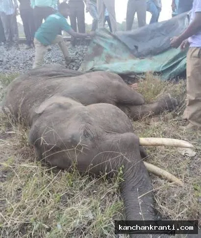 बच्चे को बचाने में ट्रेन के आगे आई मादा हाथी, चपेट में आने से दोनों की मौत