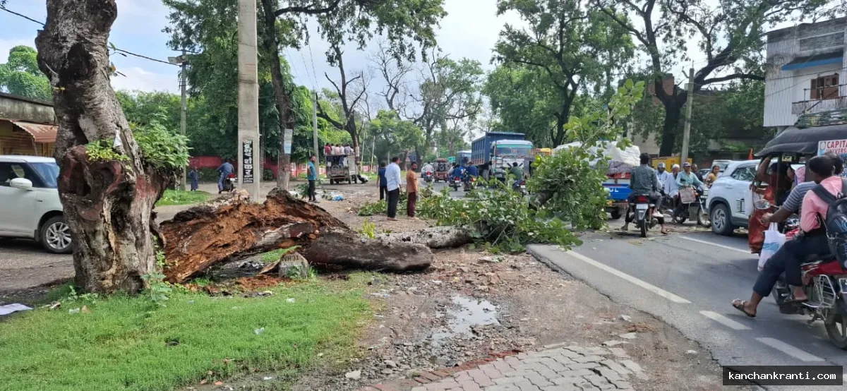 रांची-पटना मुख्य मार्ग पर गिरा विशाल बरगद का पेड़, आधे घंटे तक ठप रहा आवागमन