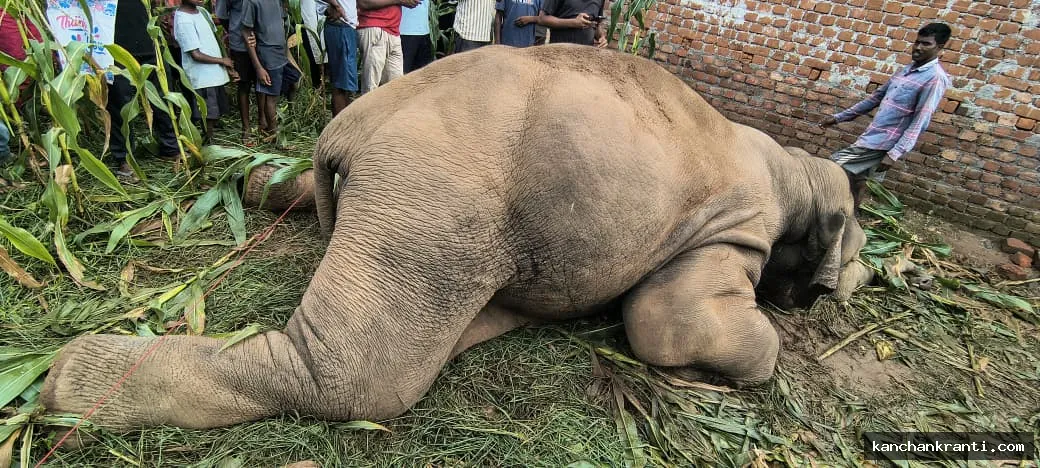 लातेहार में बड़ा हादसा: बालूमाथ के कोमर गांव में बिजली के तार की चपेट में आने से हाथी की मौत