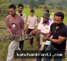 बकरी को निगल रहा था 12 फीट का विशालकाय अजगर, वाइल्ड प्रोटेक्शन रेस्क्यू ग्रुप ने ऐसे बचाया